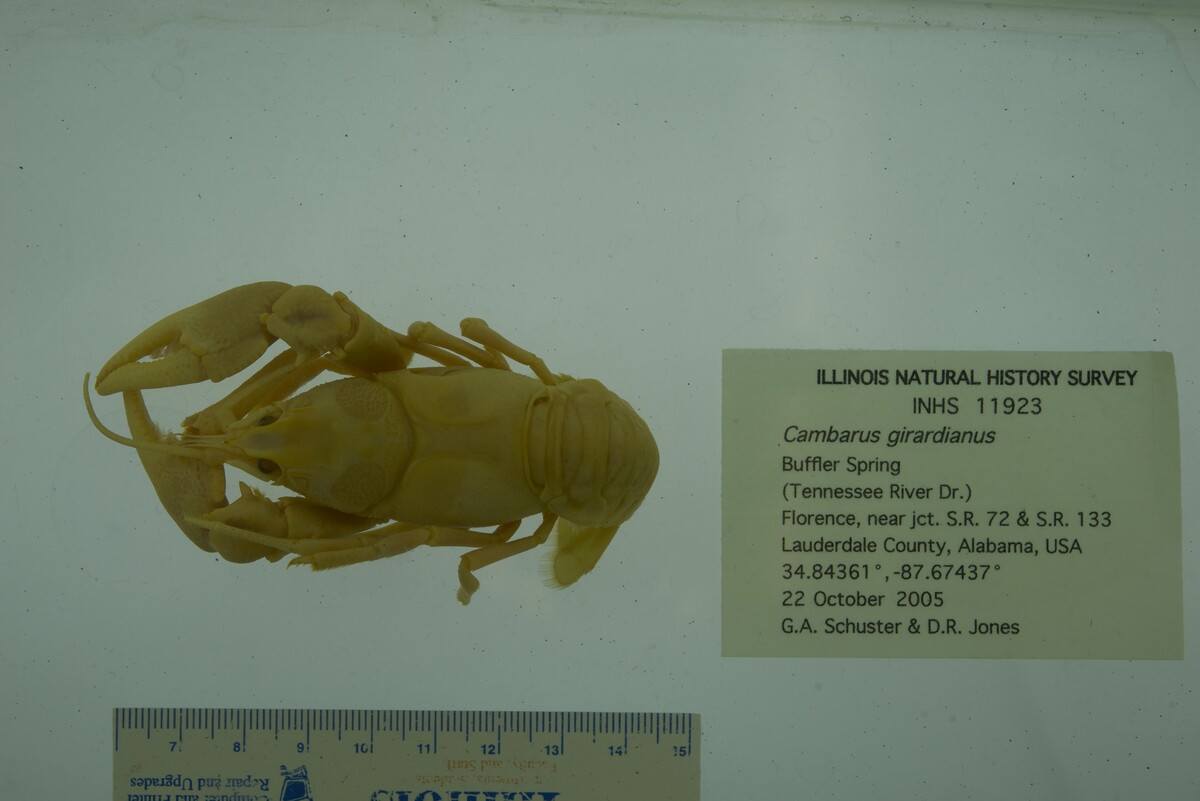 Cambarus girardianus image